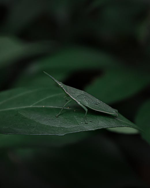 A detailed close-up of a green katydid insect perched on a dark green leaf, showing its elongated body, slender legs, and antennae. The leaf has a smooth texture with visible veins, and the background