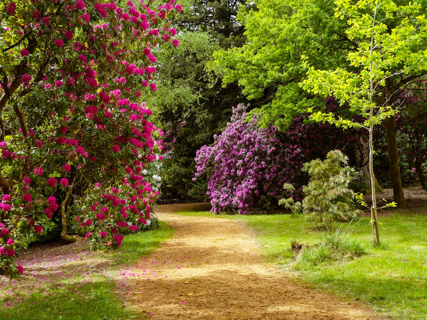 A scenic garden pathway lined with vibrant flowering shrubs and green trees, featuring blooming pink and purple rhododendrons on either side. The pathway is made of compacted dirt and is gently curved