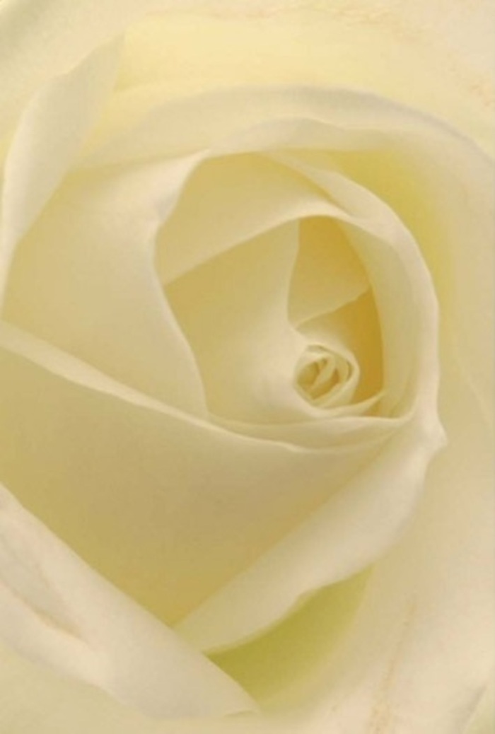 Drawn close to this classic white rose, fashioned by the skilled hands of a Greenhithe florist, you find yourself drawn into a world of understated luxury and tranquility. The petals present a smooth tapestry of whites and warm creams, illuminated as if from within by soft daylight streaming over the riverside walkways nearby. Each layer spirals to the core in perfect harmony, reflecting not only purity and resilience, but also the meticulous attention given by Greenhithe's floral artisans. The gentle gradation of tone and light across the rose suggests a bloom frozen at the peak of perfection-as fitting for a heartfelt apology, romantic gesture, or the centerpiece at a serene Greenhithe wedding. Shadows nestle quietly between the petals, adding a sense of depth and natural drama, while the overall impression exudes both refinement and an assurance only found in locally made bouquets. Breathing in, one imagines the fresh, clean scent mingling with notes of the surrounding countryside-a fragrance as subtle as the emotions this rose elegantly conveys. This arrangement stands as a testament to thoughtful craftsmanship and the unique, subtle beauty that defines floristry in Greenhithe.