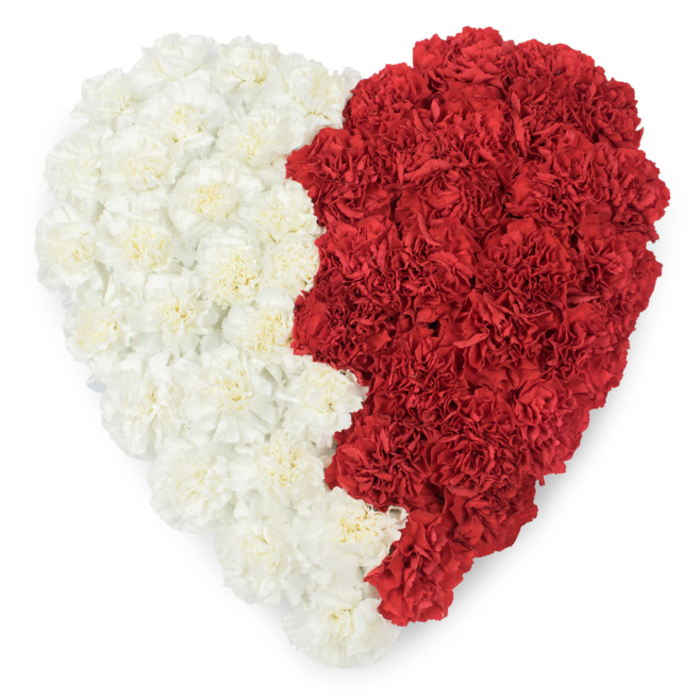 A meticulously constructed heart of carnations, photographed from directly above against a bright white field, presents a bold two-colour statement: creamy white carnations crowd the entire left side while rich, maroon-leaning red carnations fill the right. The boundary between them is not straight but carved into a serrated, almost saw-tooth edge with a series of triangular points, and that specific silhouette strongly echoes the flag geometry of Qatar. Up close the carnations show their characteristic crinkled petals and layered form, creating a lavish, tactile surface that reads like a woven fabric of blooms; the petals' tiny shadows and the soft studio illumination give the heart a gentle, rounded relief. This piece balances ceremonial gravitas with floral tenderness, making it especially apt for national or diplomatic occasions, embassy tributes, or community events honouring Qatari heritage. As a local florist who frequently arranges tributes for civic and cultural gatherings around Greenhithe and the Thames riverside, I picture this heart set on an easel by the riverbank or within a civic hall near Bluewater - its colours carrying both affection and patriotic pride. There is an understated fragrance of fresh carnations, and the overall mood is solemn yet warm, a careful blend of artistry and respect. The craftsmanship is evident in the way each bloom is positioned to maintain a continuous surface and a clear outer contour; the result is an emblematic, handcrafted heart that conveys devotion, national identity, and the quiet care of a community paying formal homage.