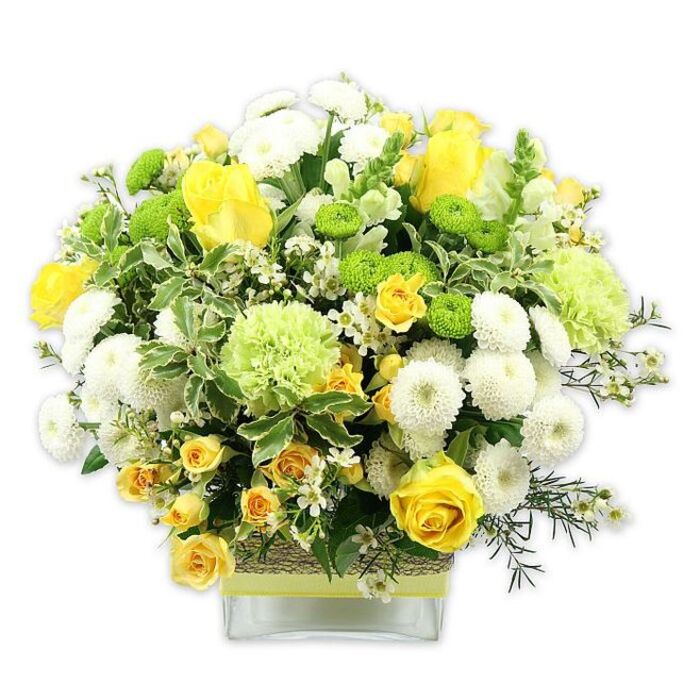 A lush, rounded bouquet composed of glowing yellows, clean whites, and refreshing greens is arranged neatly in a clear, square glass vase, shown against a seamless white background that accentuates its freshness. At the heart of the arrangement, vibrant yellow roses and myriad yellow spray roses unfold in luxurious layers, some still in tight bud, others fully opened to reveal their intricate spirals of soft petals. These are embraced by clusters of white pompom chrysanthemums, their tightly packed, fine petals forming spherical blooms that resemble soft cushions. Scattered throughout are bright lime green button chrysanthemums, tiny globe-shaped flowers that add a contemporary, zesty touch, along with larger, pale green blooms with ruffled edges, reminiscent of frilly carnations or speciality green mums, which give extra volume and a relaxed, garden-style feel. A tapestry of greenery runs through the bouquet: glossy deep-green leaves, variegated foliage with creamy-white edges, and finer sprigs of darker greens, all working together to frame and support the colourful blooms. Delicate white filler flowers, like minuscule stars, peek from between petals and leaves, lending lightness and intricate detail. The transparent vase reveals the stems gathered neatly inside, while the midsection of the vase is wrapped in a rustic band of woven natural fibre or bark, overlaid with a smooth lime green ribbon that sits horizontally around the glass. This handcrafted flourish feels in tune with the artisan character of independent florists serving Greenhithe, bringing together natural textures and polished design. Soft, diffused lighting highlights each flower without casting harsh shadows. The arrangement radiates warmth, freshness, and brightness, perfect for a celebration, a thank-you delivered locally in Greenhithe, or simply bringing a little sunshine indoors on a grey day.